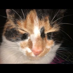 Meet your Posher, Emma